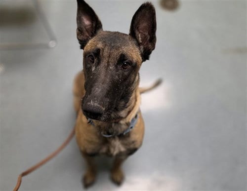 Photo of Rebecca, adoptable Belgian Shepherd Malinois in Denver, Colorado