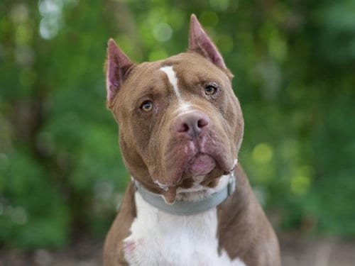 Photo of Paddington, adoptable American Staffordshire Terrier in Tavares, Florida