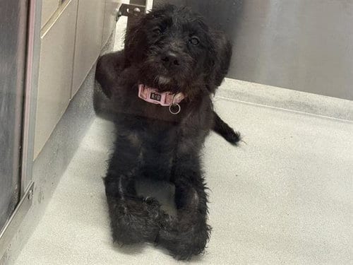 Photo of Maddy, adoptable Poodle (Standard) in Grand Prairie, Texas