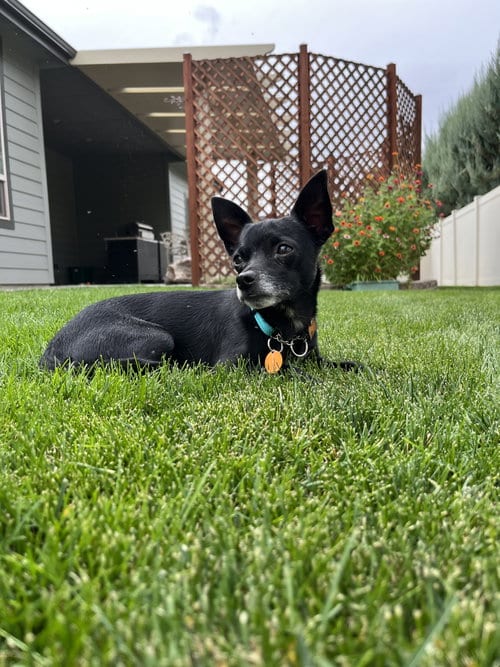 Photo of Chong, adoptable Chihuahua in Emmett, Idaho