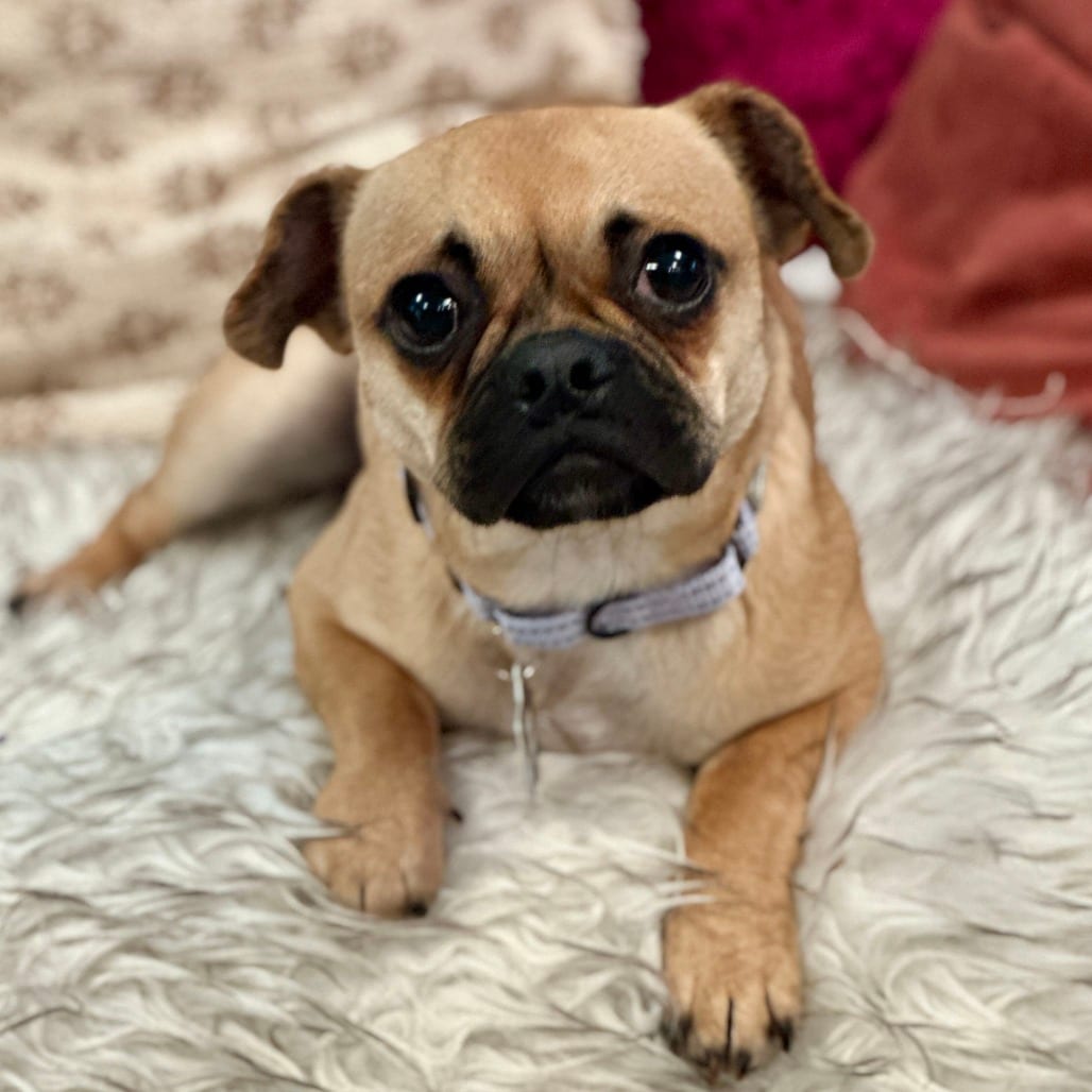 Photo of Lucy, adoptable Pug / Mix in San Francisco, California