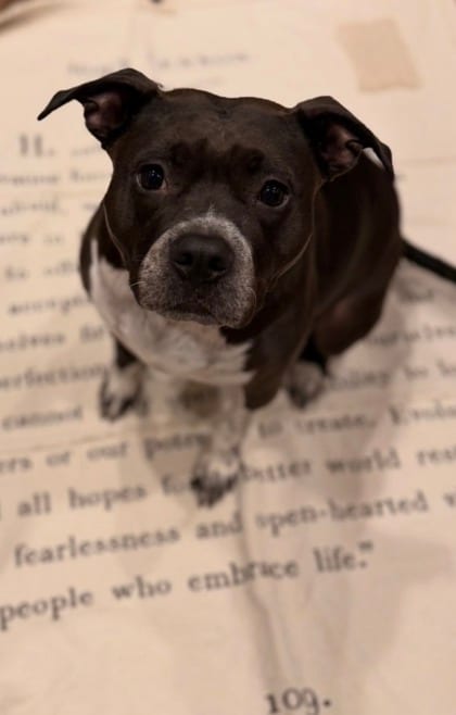 Photo of Yoshi, adoptable dog in Atlanta, Georgia