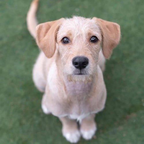 Photo of Surf Pup - Glassy, adoptable Spaniel in San Diego, California