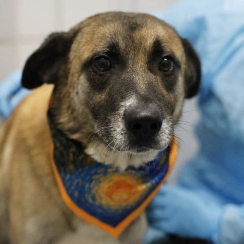 Photo of Oaky Pokey, adoptable German Shepherd Dog in San Antonio, Texas