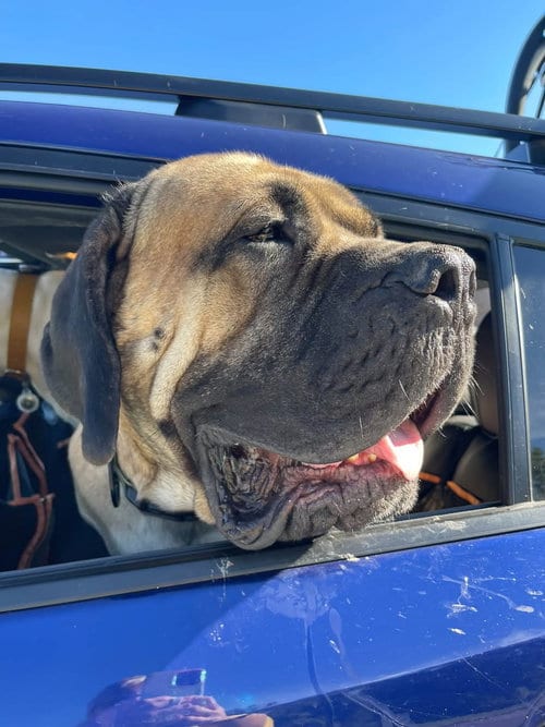 Photo of Gus Gus, adoptable English Mastiff in Chambersburg, Pennsylvania