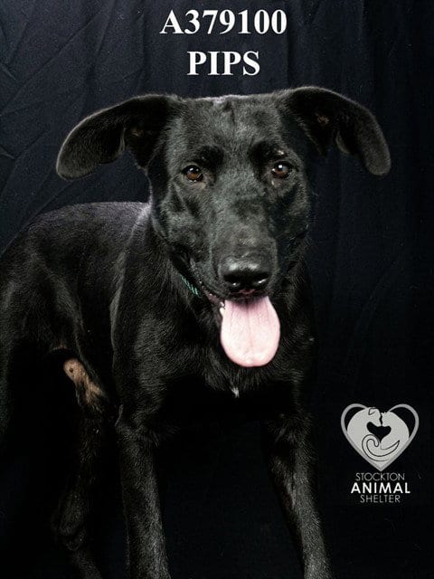 Photo of Pips, adoptable German Shepherd Dog in Stockton, California