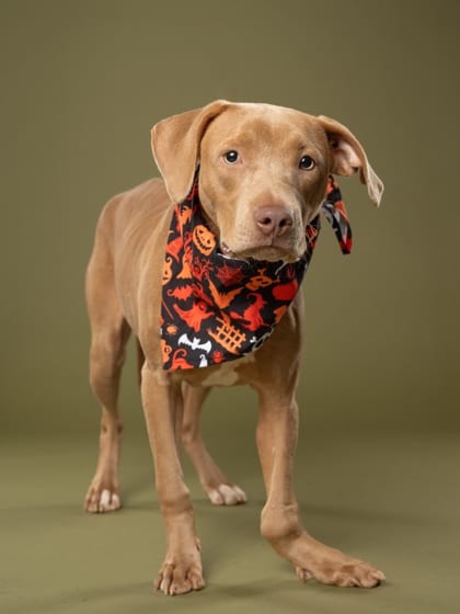 Photo of Cochito, adoptable dog in Atlanta, Georgia