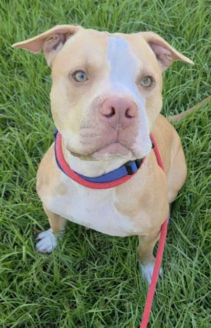 Photo of Bronson, adoptable American Staffordshire Terrier in Fort Lauderdale, Florida