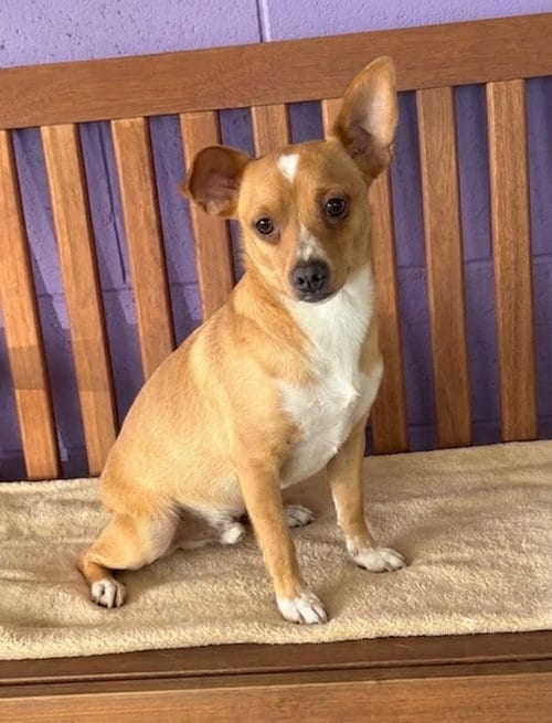 Photo of Elijah, adoptable Chihuahua in Genesee, Wisconsin