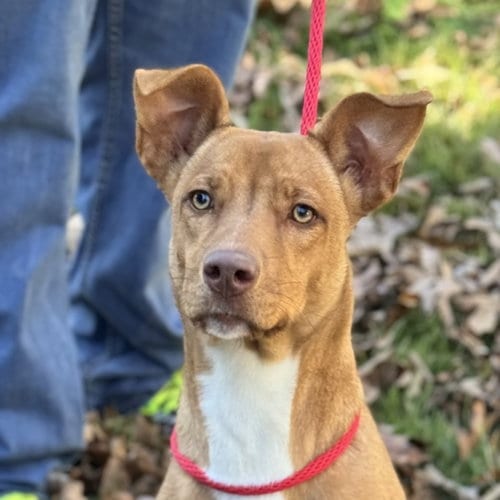 Photo of Blakely, adoptable Vizsla in Yardley, Pennsylvania