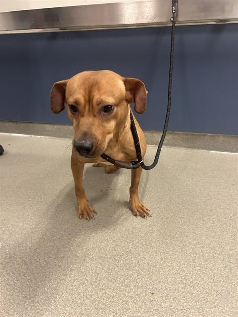 Photo of Chance, adoptable Terrier mix in Miami, Florida