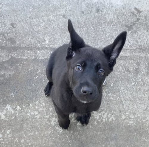 Photo of Three Hole Punch, adoptable Labrador Retriever in Burnsville, North Carolina