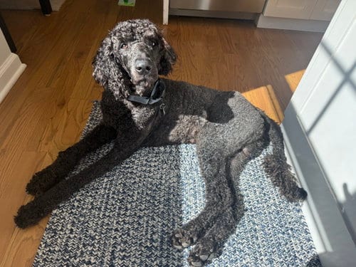 Photo of Lucky- very handsome boy, adoptable Poodle (Standard) in Oakhurst, New Jersey