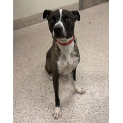 Photo of Dude, adoptable American Pit Bull Terrier in Brighton, Colorado