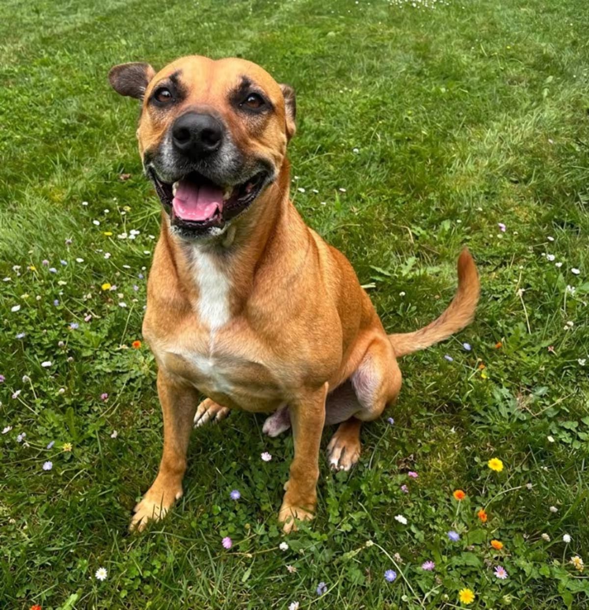 Photo of Brodi, adoptable Black Mouth Cur/Mixed Breed (Medium) in Sebastian, Florida