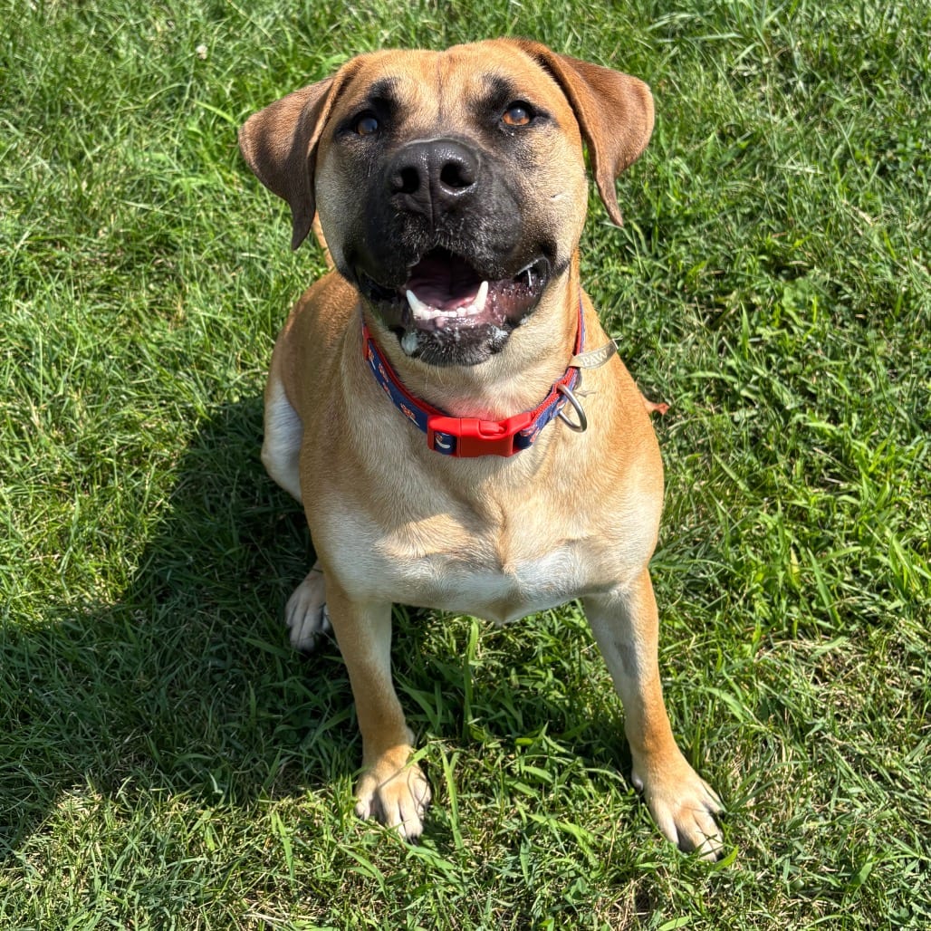 Photo of Libby, adoptable Retriever, Labrador in Waynesboro, Pennsylvania