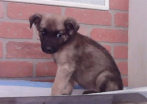 Photo of Autumn, adoptable German Shepherd Dog in Houston, Texas