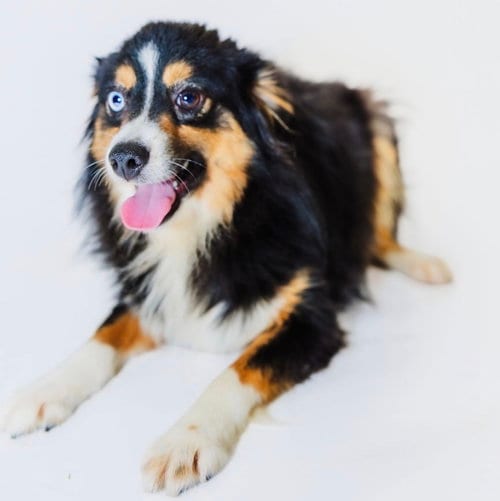 Photo of Coop, adoptable Australian Shepherd in York, South Carolina