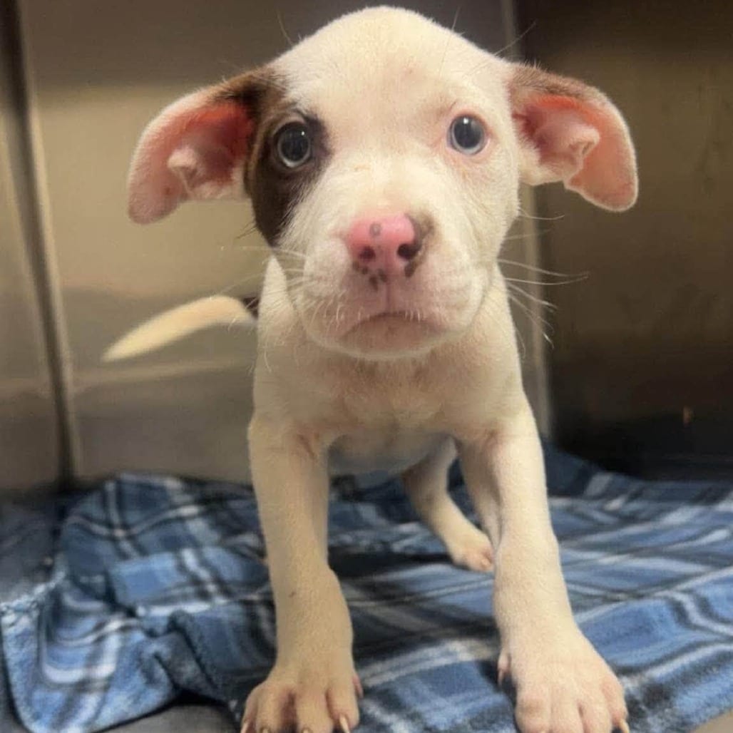 Photo of Caraxes (p), adoptable Mixed Breed (Medium) in Whitestone, New York