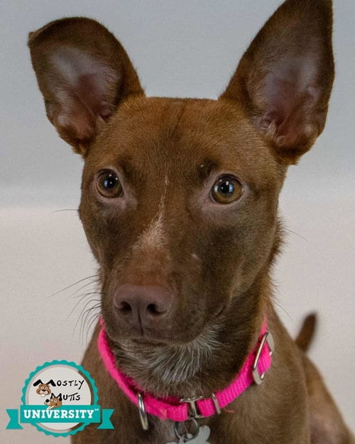 Photo of Serafina, adoptable Terrier in Kennesaw, Georgia
