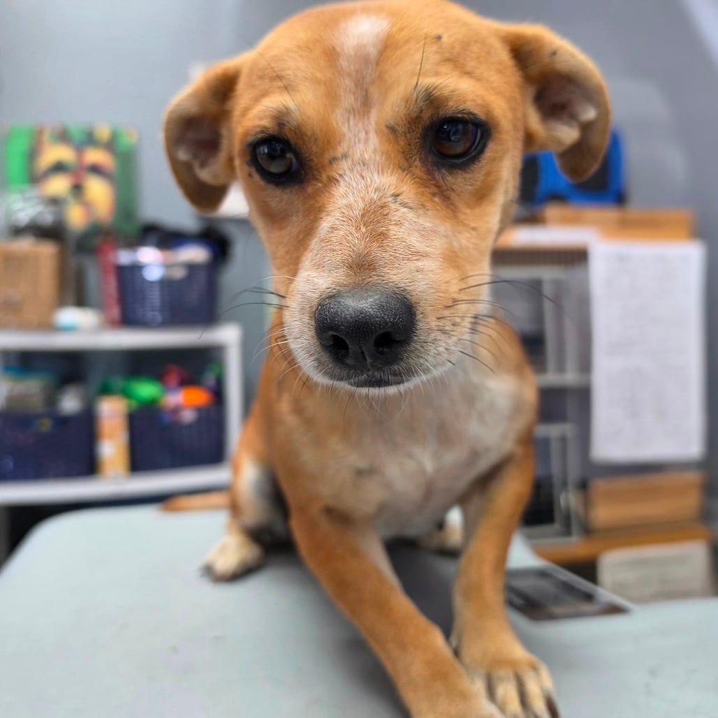 Photo of Victoria Javadi - Chino Hills Location, adoptable Terrier / Mix