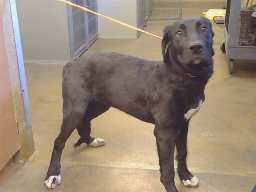 Photo of Fiona, adoptable Labrador Retriever in Sacramento, California