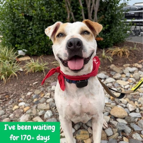Photo of Lilith, adoptable Hound in Washington, District of Columbia