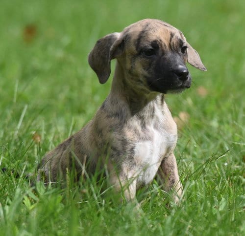 Photo of Sully, adoptable Terrier in Mechanicsburg, Pennsylvania
