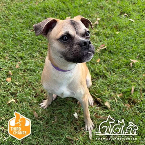 Photo of Zoro, adoptable Pug in Irvine, California