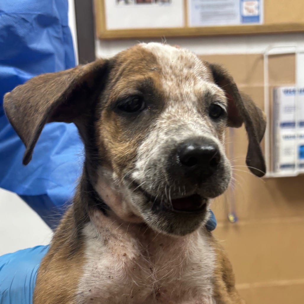 Photo of Chocolate Cosmo, adoptable Pointer / Mix in Brownsville, Texas