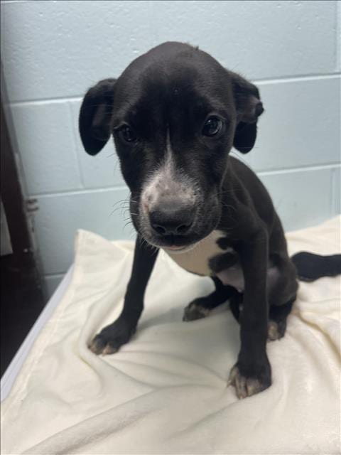 Photo of Eggo, adoptable Pit Bull Terrier in Tulsa, Oklahoma