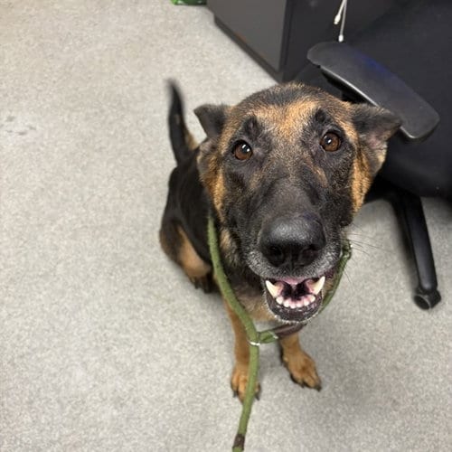Photo of Aria, adoptable German Shepherd Dog in Palmetto, Florida