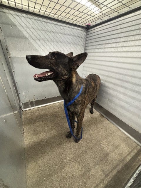 Photo of Choco, adoptable German Shepherd Dog in San Bernardino, California