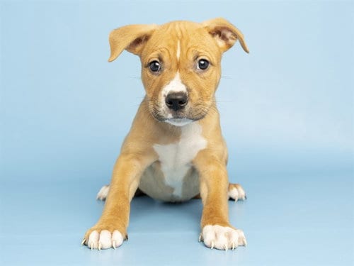 Photo of Walnut, adoptable American Pit Bull Terrier in Phoenix, Arizona