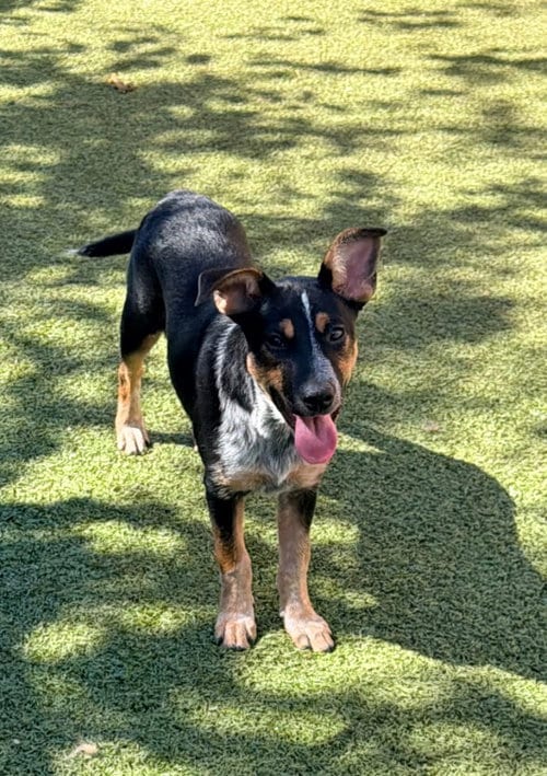 Photo of Feirge, adoptable Australian Cattle Dog/Blue Heeler in Newcastle, Oklahoma