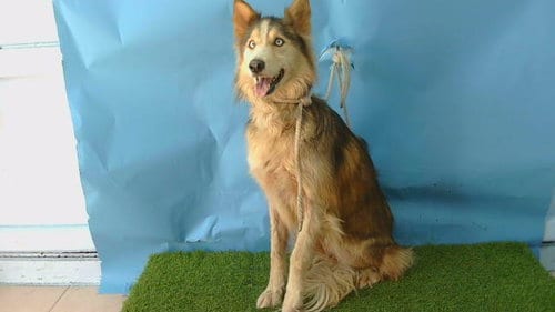 Photo of A5804091, adoptable Siberian Husky in Gardena, California