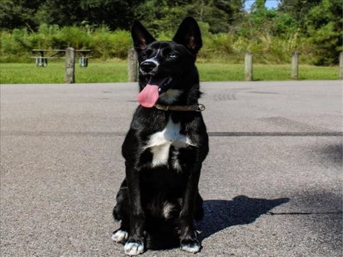 Photo of Mochi, adoptable Husky in Houston, Texas