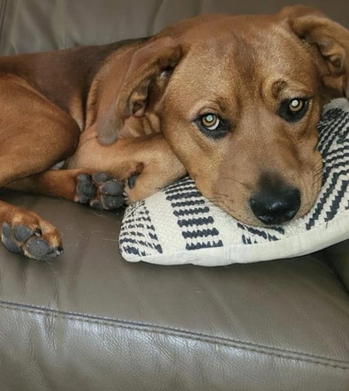 Photo of Charlie CL, adoptable Hound in Claremore, Oklahoma