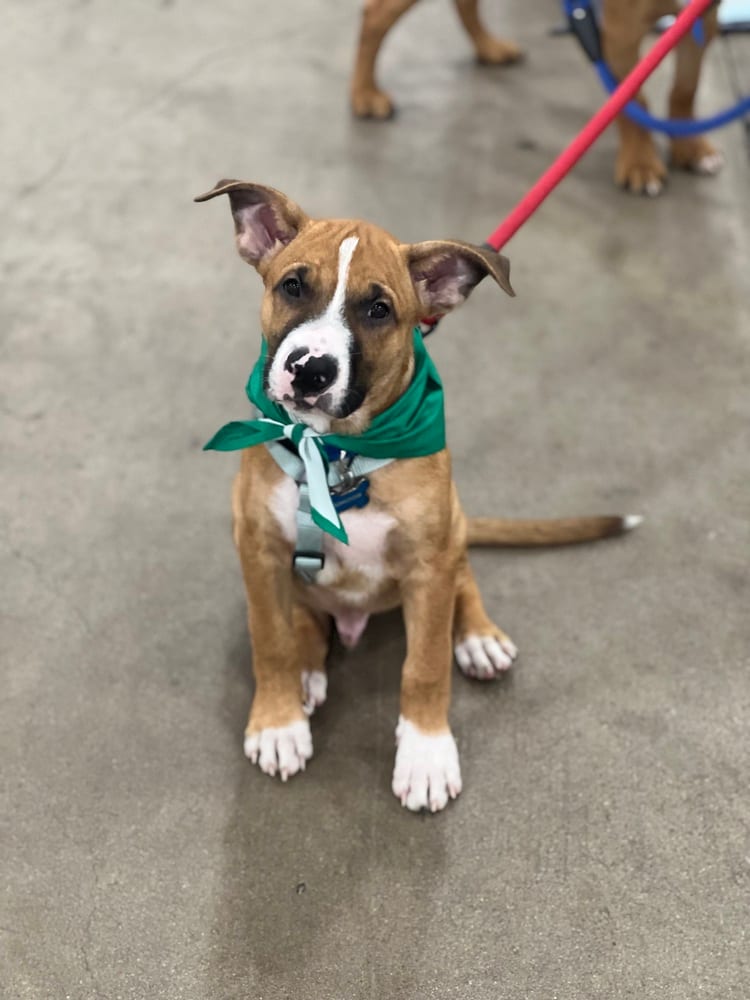 Photo of Luke, adoptable Boxer in Dana Point, California
