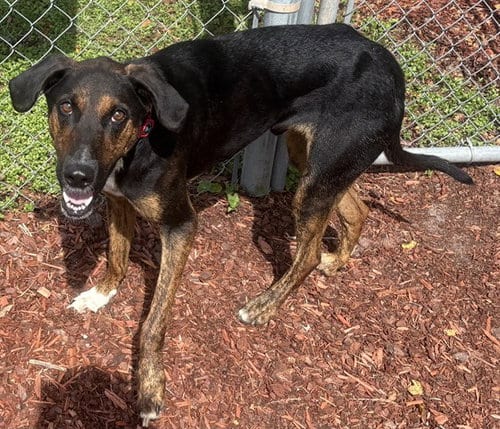 Photo of Dinger, adoptable Plott Hound in Panama City, Florida