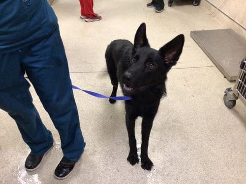 Photo of Coraline, adoptable German Shepherd Dog in Riverside, California