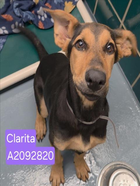 Photo of Clarita, adoptable German Shepherd Dog in Houston, Texas