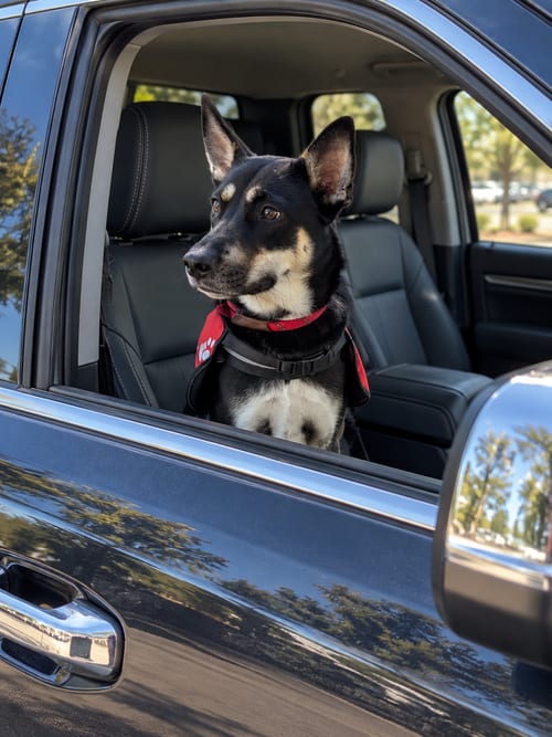 Photo of Hera, adoptable Shepherd in Euless, Texas