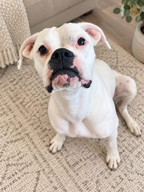 Photo of Tuna II, adoptable Boxer in Austin, Texas