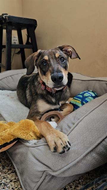 Photo of Milo, adoptable Treeing Walker Coonhound in Frisco, Colorado