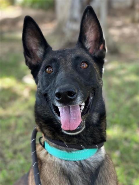 Photo of Jessie, adoptable Belgian Shepherd Malinois in Woodland, California