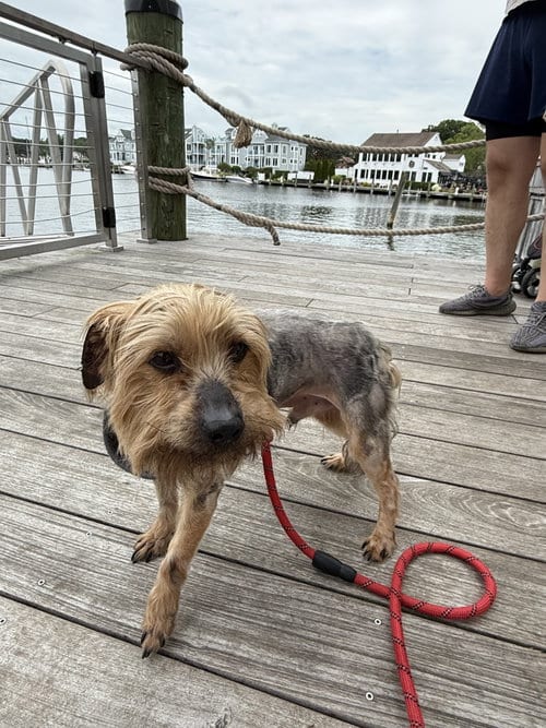 Photo of A Dylan, adoptable Yorkshire Terrier Yorkie in Allentown,, Pennsylvania