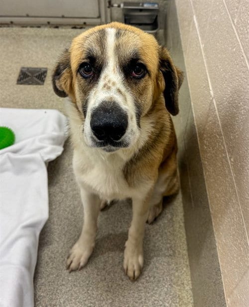 Photo of Toby, adoptable Anatolian Shepherd in Statesville, North Carolina