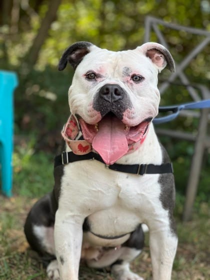Photo of Cherry, adoptable Bulldog, American/Mix in Annapolis, Maryland