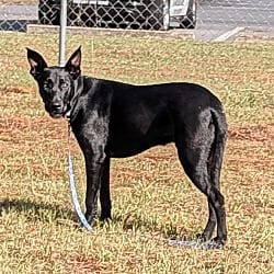 Photo of Cash, adoptable German Shepherd Dog Labrador Retriever in Jesup, Georgia